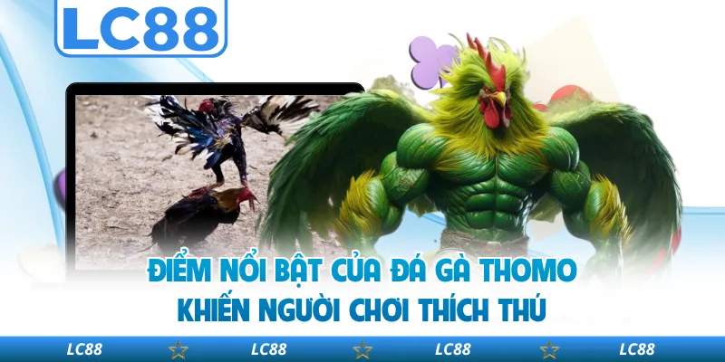Điểm Nổi Bật Của Đá Gà Thomo Khiến Người Chơi Thích Thú