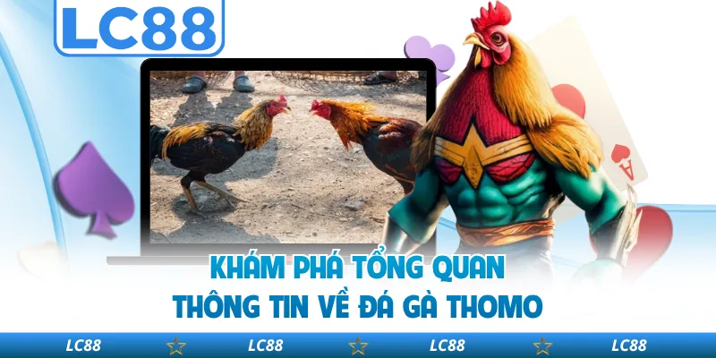 Khám Phá Tổng Quan Thông Tin Về Đá Gà Thomo